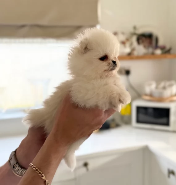 piccolissima cuccioli di pomerania per ladozione | Foto 1