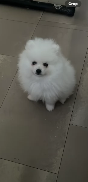 piccolissima cuccioli di pomerania per ladozione
