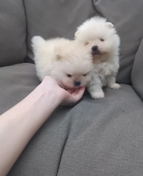 piccolissima cuccioli di pomerania per ladozione | Foto 5