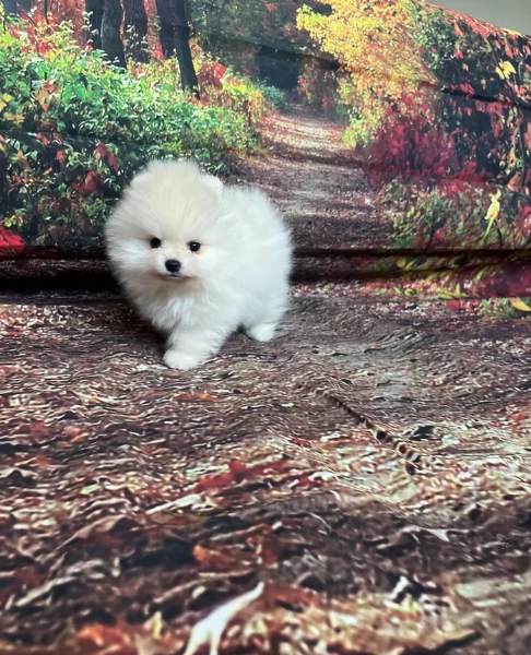 piccolissima cuccioli di pomerania per ladozione | Foto 3