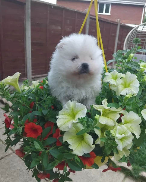 piccolissima cuccioli di pomerania per ladozione | Foto 2