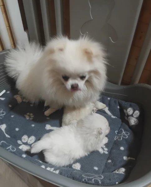 piccolissima cuccioli di pomerania per ladozione | Foto 0
