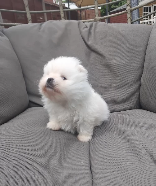piccolissima cuccioli di pomerania per ladozione | Foto 5