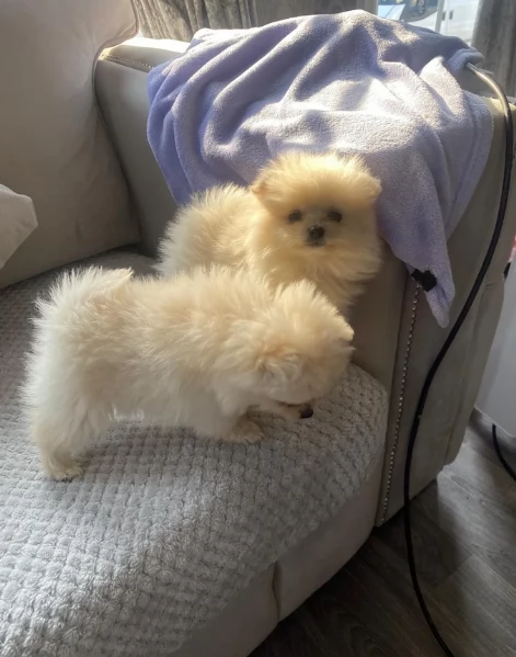 piccolissima cuccioli di pomerania per ladozione