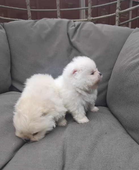 piccolissima cuccioli di pomerania per ladozione | Foto 2