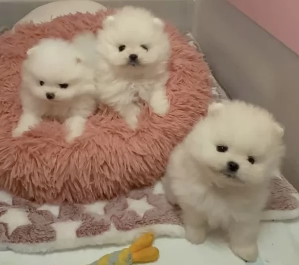 piccolissima cuccioli di pomerania per ladozione | Foto 1