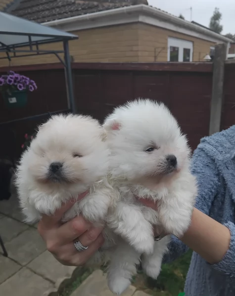 piccolissima cuccioli di pomerania per ladozione | Foto 0