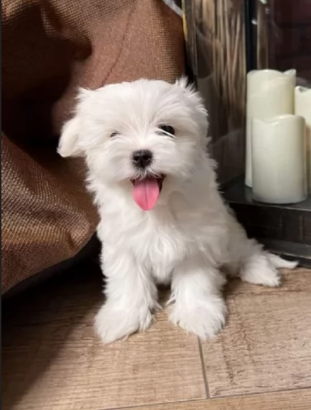 toy Maltese di razza pura maschio e femmina per adozione | Foto 1