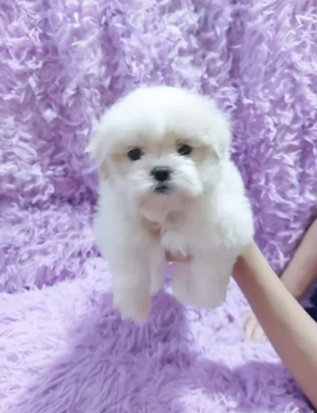 toy Maltese di razza pura maschio e femmina per adozione | Foto 0