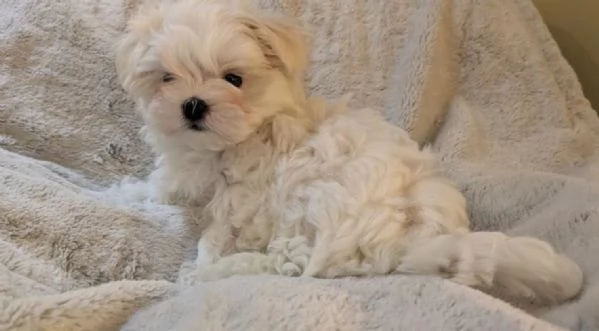 toy Maltese di razza pura maschio e femmina per adozione | Foto 5