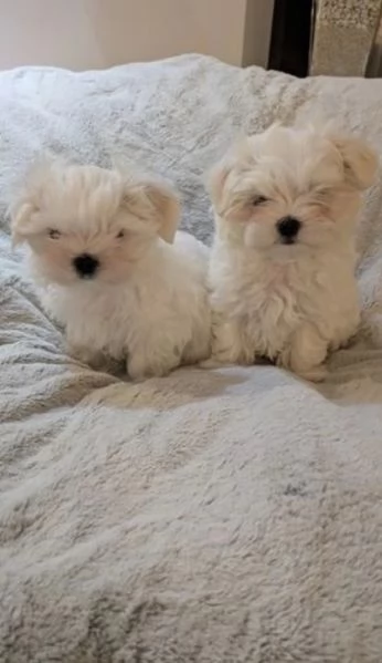 toy Maltese di razza pura maschio e femmina per adozione | Foto 2