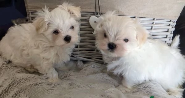 toy Maltese di razza pura maschio e femmina per adozione | Foto 3