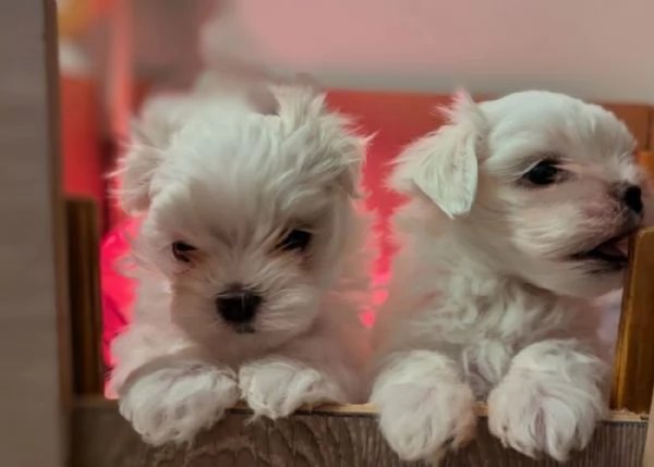 toy Maltese di razza pura maschio e femmina per adozione