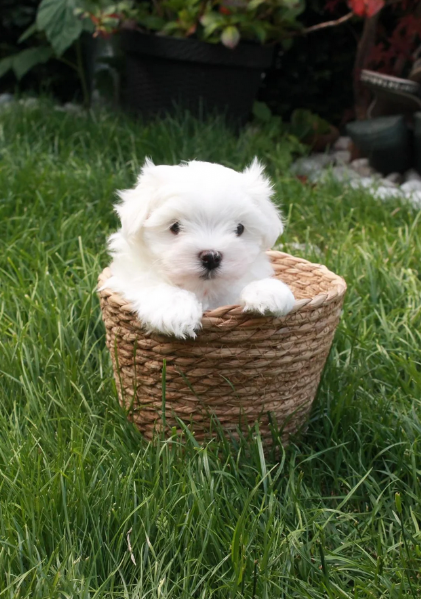 toy Maltese di razza pura maschio e femmina per adozione | Foto 4