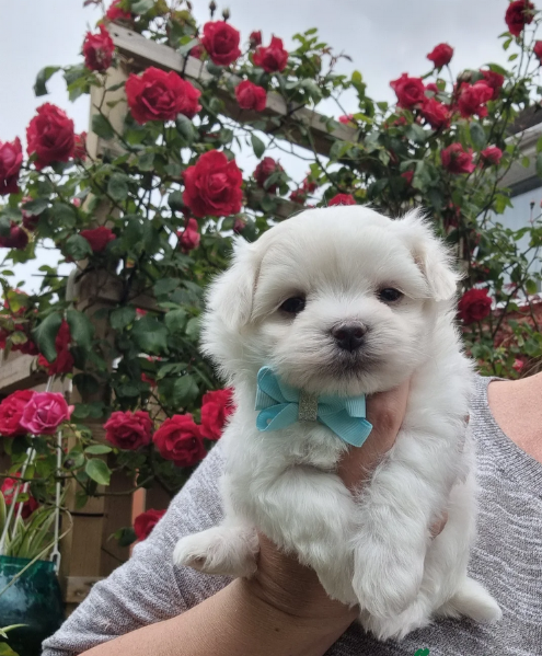toy Maltese di razza pura maschio e femmina per adozione | Foto 3