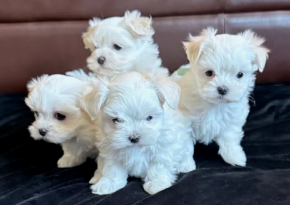 toy Maltese di razza pura maschio e femmina per adozione | Foto 2