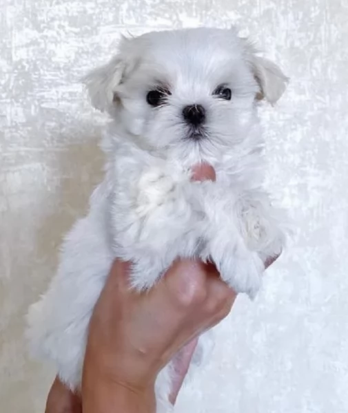 Disponibili Maltese di razza pura maschio e femmina per adozione | Foto 3