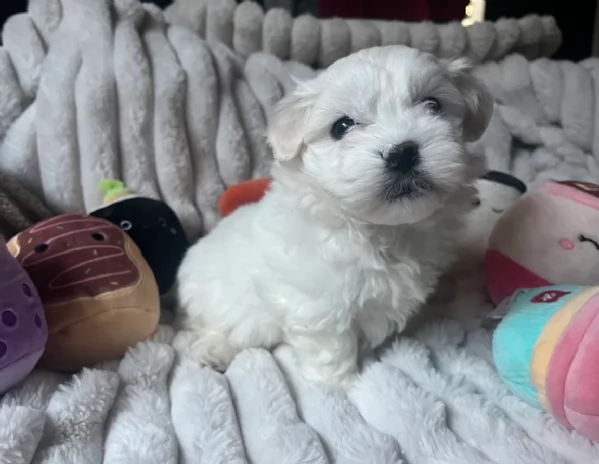 Disponibili Maltese di razza pura maschio e femmina per adozione | Foto 6