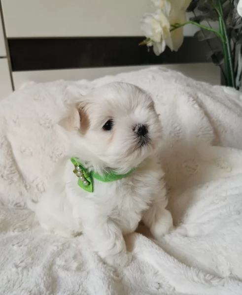 Disponibili Maltese di razza pura maschio e femmina per adozione | Foto 6