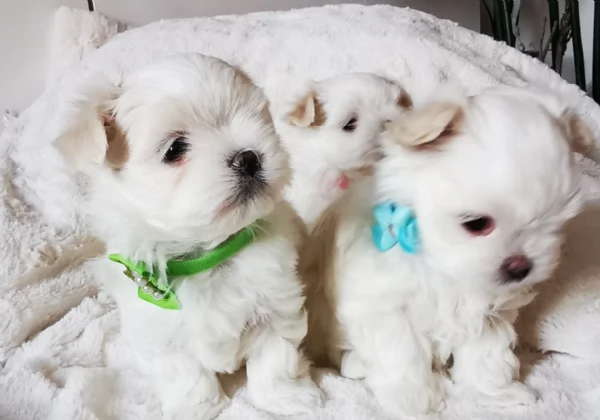 Disponibili Maltese di razza pura maschio e femmina per adozione | Foto 5