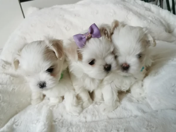 Disponibili Maltese di razza pura maschio e femmina per adozione | Foto 6