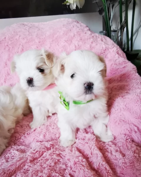 Disponibili Maltese di razza pura maschio e femmina per adozione | Foto 5