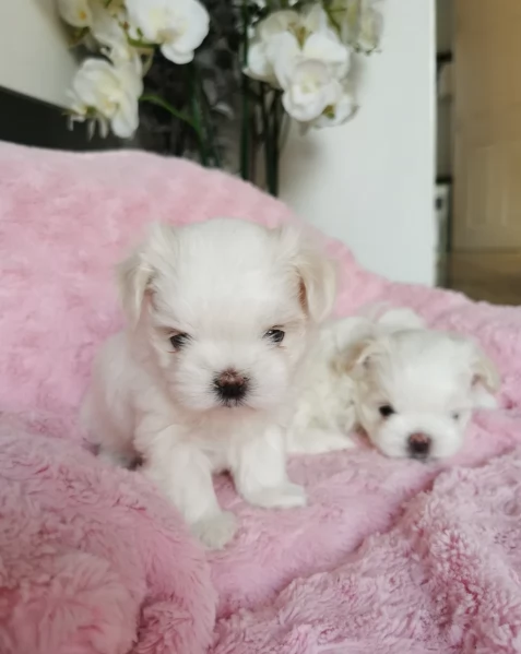 Disponibili Maltese di razza pura maschio e femmina per adozione | Foto 1