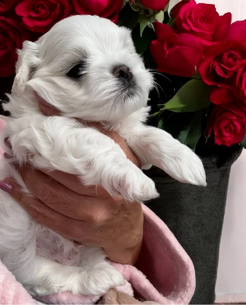 Disponibili Maltese di razza pura maschio e femmina per adozione | Foto 6