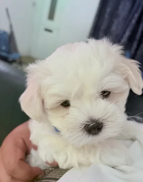 Disponibili Maltese di razza pura maschio e femmina per adozione | Foto 2