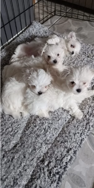 Disponibili Maltese di razza pura maschio e femmina per adozione