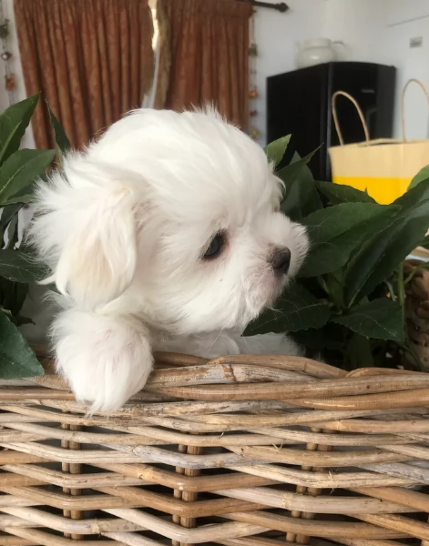 Disponibili Maltese di razza pura maschio e femmina per adozione | Foto 3