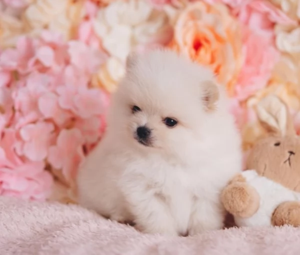 cuccioli di Pomerania toy per la dozione gratuita | Foto 1