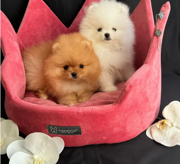  cuccioli di Pomerania toy per la dozione gratuita | Foto 3