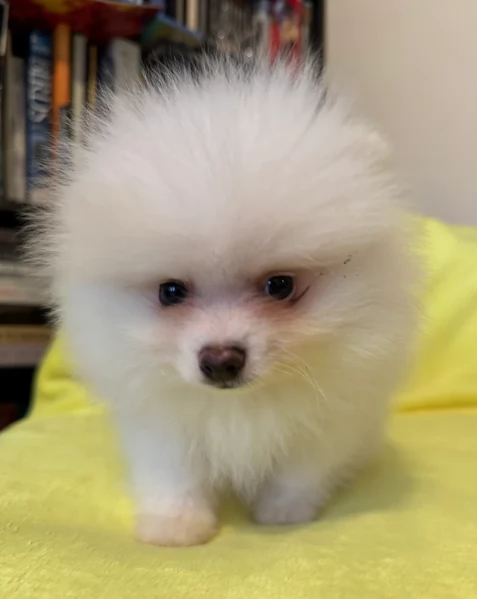  cuccioli di Pomerania toy per la dozione gratuita | Foto 4