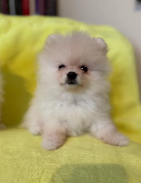  cuccioli di Pomerania toy per la dozione gratuita | Foto 3