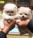  cuccioli di Pomerania toy per la dozione gratuita | Foto 4