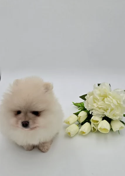  cuccioli di Pomerania toy per la dozione gratuita | Foto 0