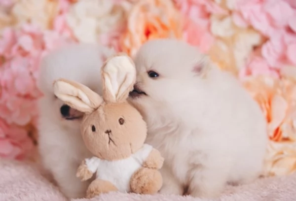  cuccioli di Pomerania toy per la dozione gratuita | Foto 1