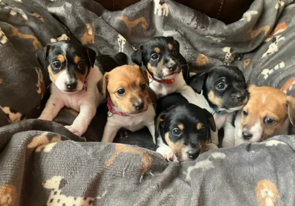 per adozione cuccioli di Jack Russel