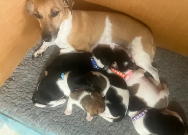 per adozione cuccioli di Jack Russel