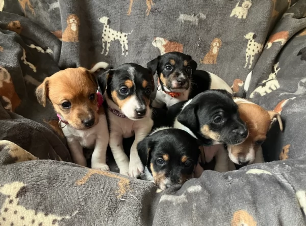 per adozione cuccioli di Jack Russel | Foto 1