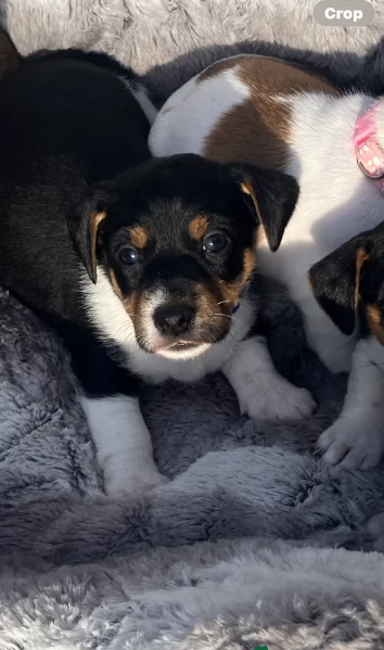 per adozione cuccioli di Jack Russel | Foto 0