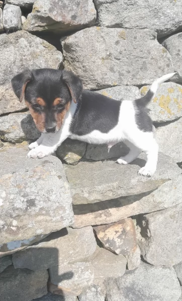 per adozione cuccioli di Jack Russel | Foto 1