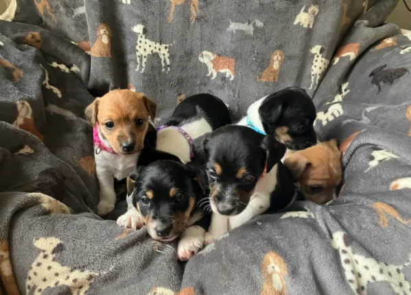 per adozione cuccioli di Jack Russel | Foto 4