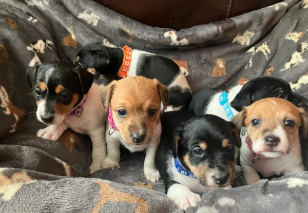 per adozione cuccioli di Jack Russel | Foto 3