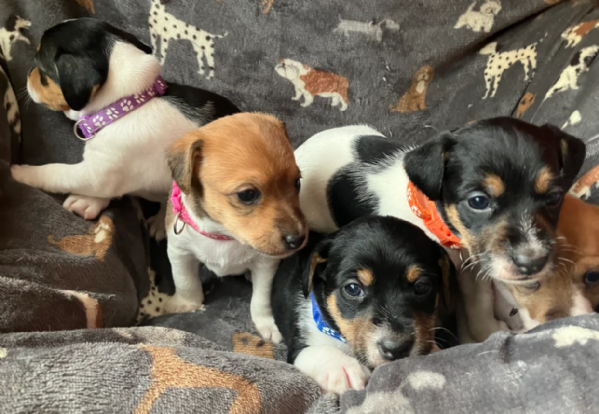 per adozione cuccioli di Jack Russel | Foto 2