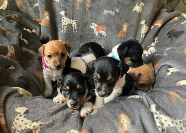 per adozione cuccioli di Jack Russel | Foto 1