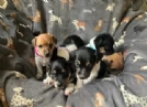 per adozione cuccioli di Jack Russel | Foto 0
