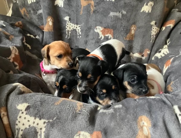per adozione cuccioli di Jack Russel