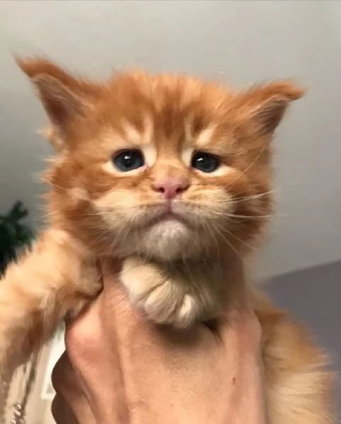 Disponibili bellissimi gatti Mainecoon